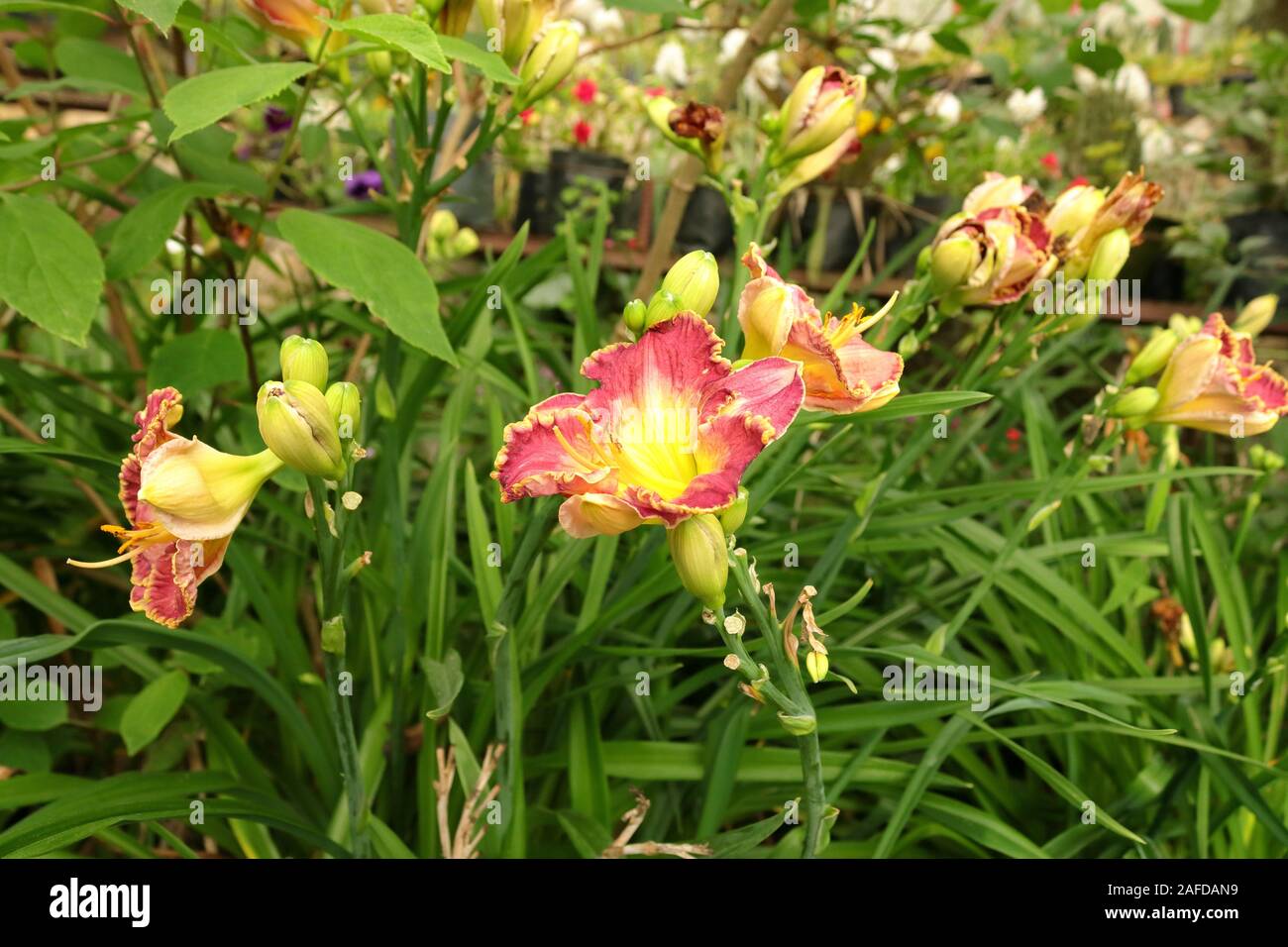 Closeup Schuss gelb rot Blume im Garten Stockfoto