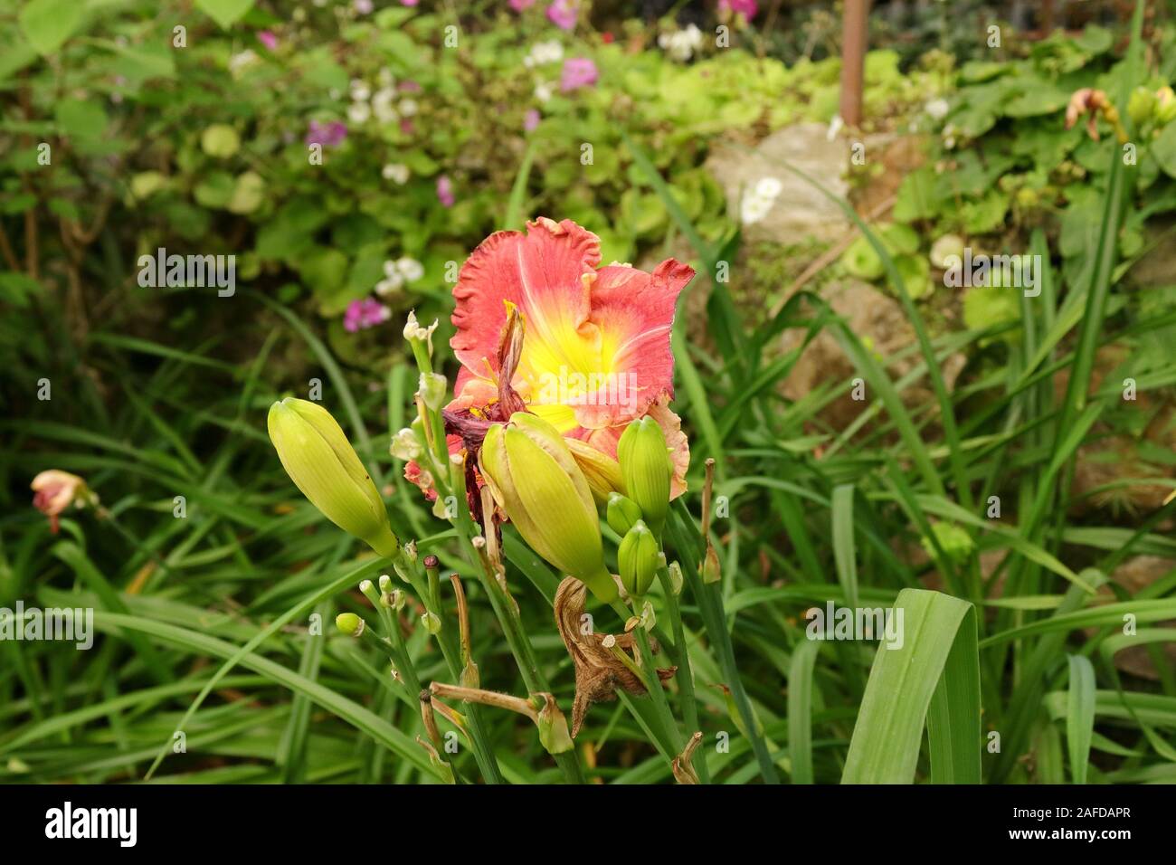 Closeup Schuss gelb rot Blume im Garten Stockfoto