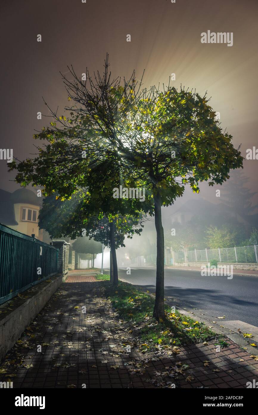 Wanderweg durch das Dorf mit Baum in der Nacht beleuchtet von Laternen bei Nebel. Herbst Nächte Konzept. Stockfoto