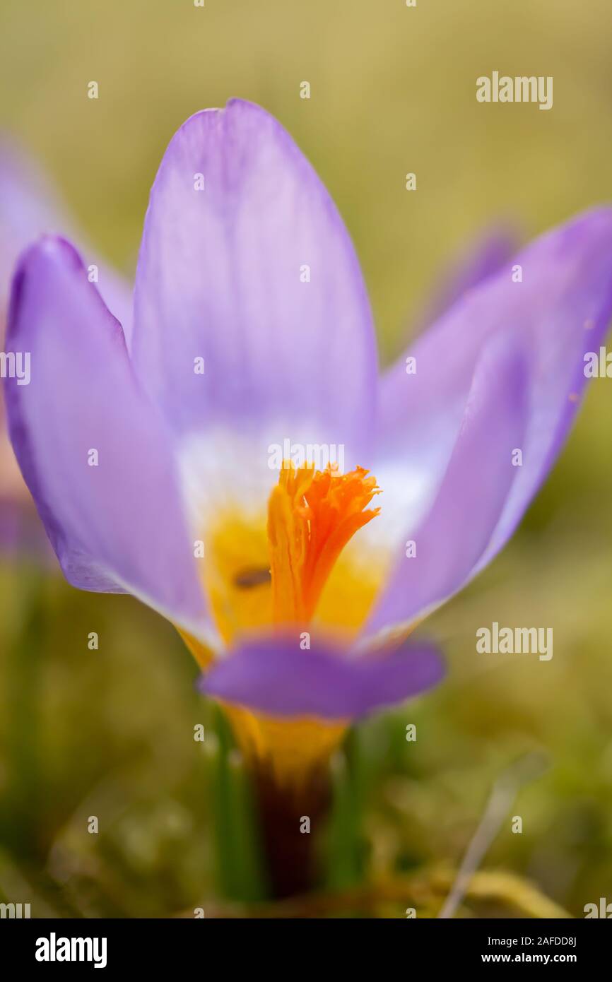 Crocus, plural Krokusse oder Croci ist eine Gattung von Blütenpflanzen in der Iris-Familie. Ein einzelnes Crocus, ein paar Krokusse, eine Wiese voller Krokusse Stockfoto