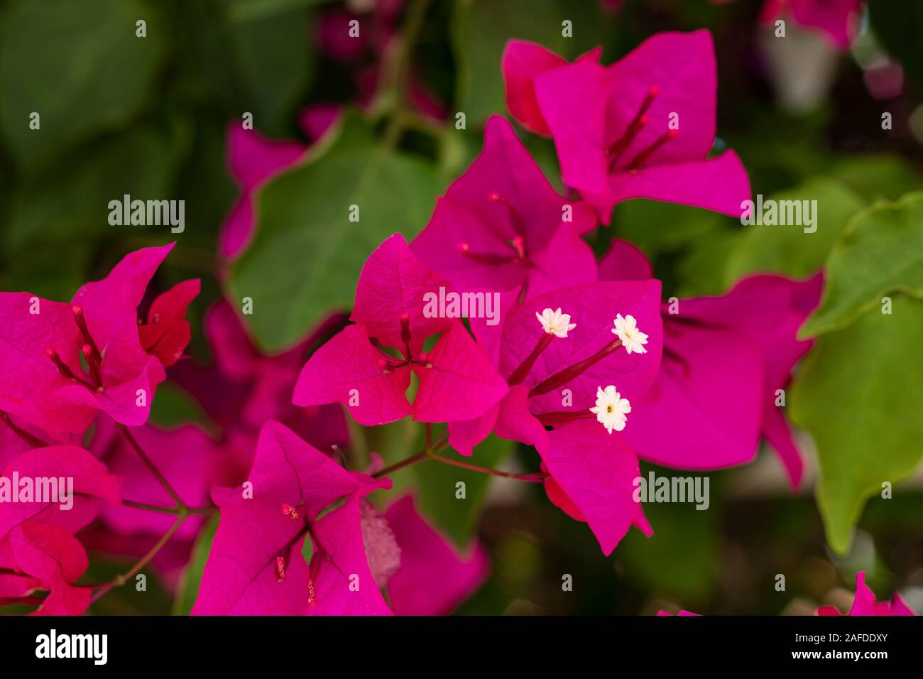 Rosa triplet Blume im Garten Stockfoto