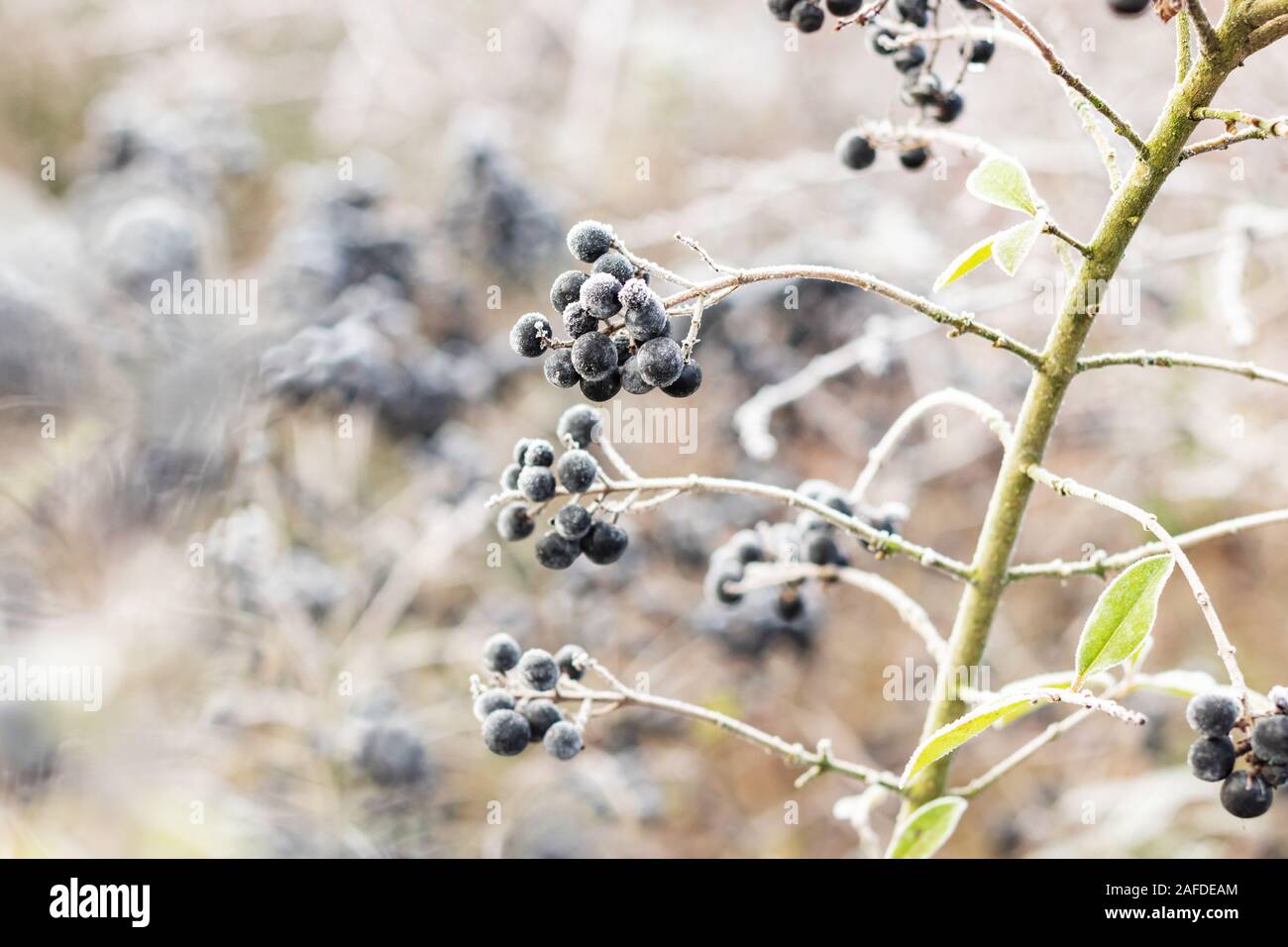 Eisige Beeren in der Kälte Stockfoto