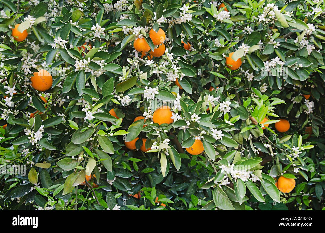 Reifer Orangen am Baum Stockfoto