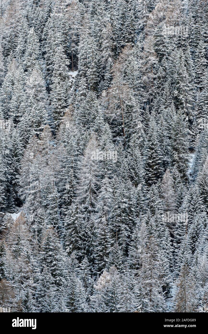 Kiefern bedeckt von Schnee in den Schweizer Alpen im Winter Stockfoto