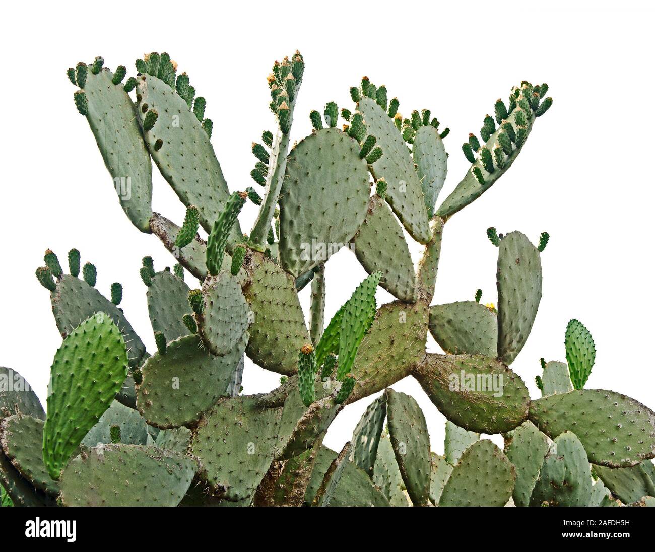 Kaktus isoliert auf weißem Hintergrund Stockfoto
