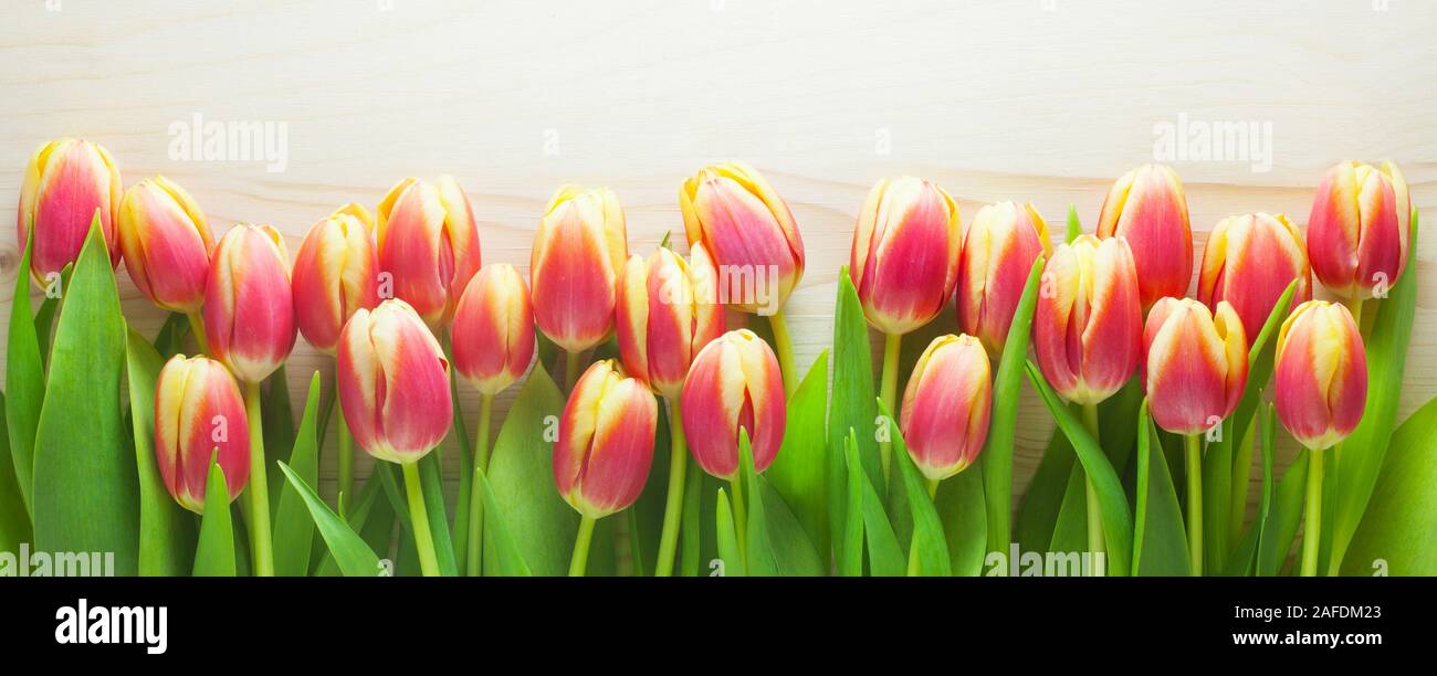 Rote und gelbe Tulpen auf einer hölzernen Hintergrund Stockfoto