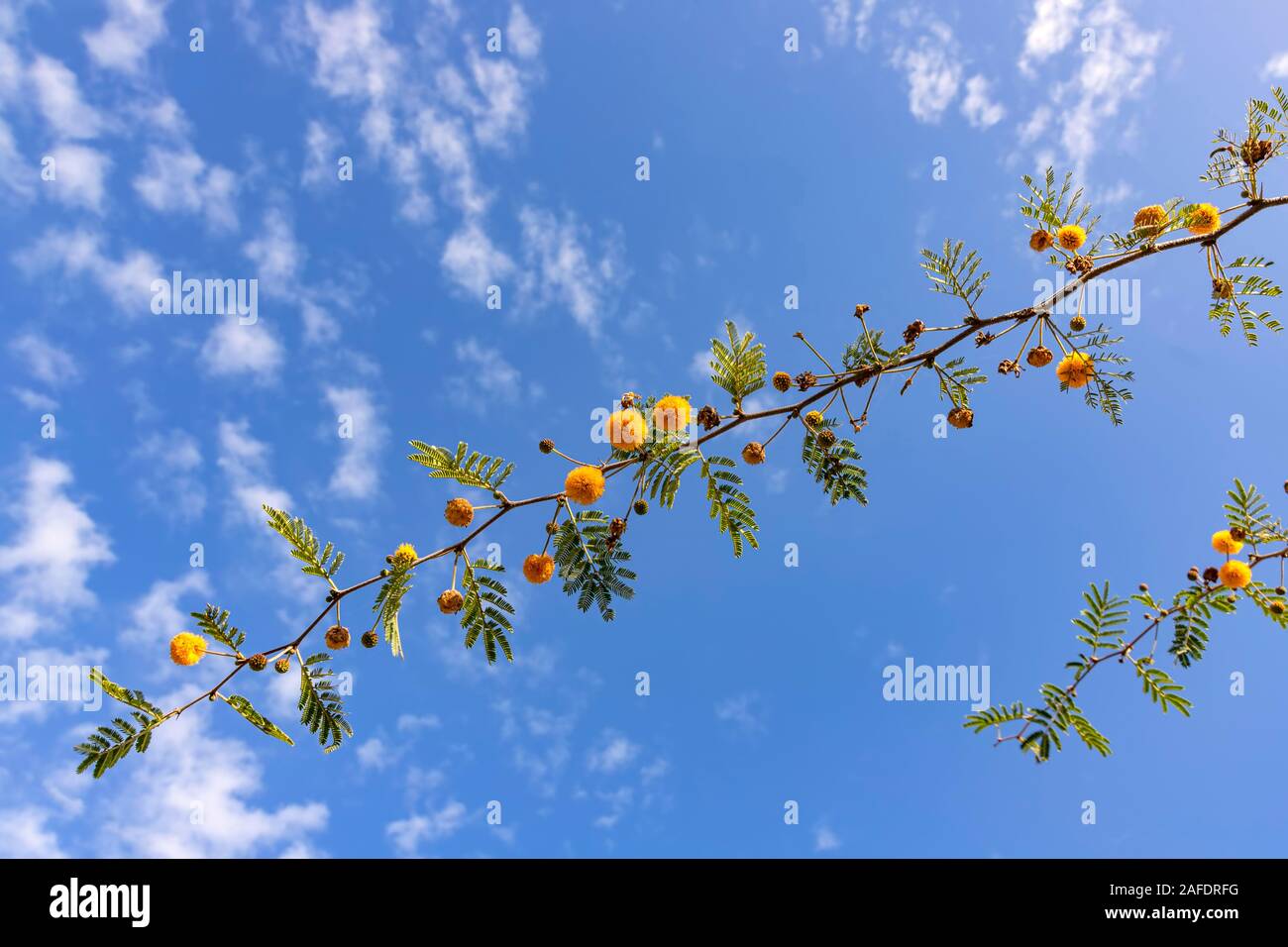 Zweige von Camel Thorn Vachellia Erioloba Mimosa Farnesiana mit gelben Blumen close-up gegen blauen Himmel Stockfoto