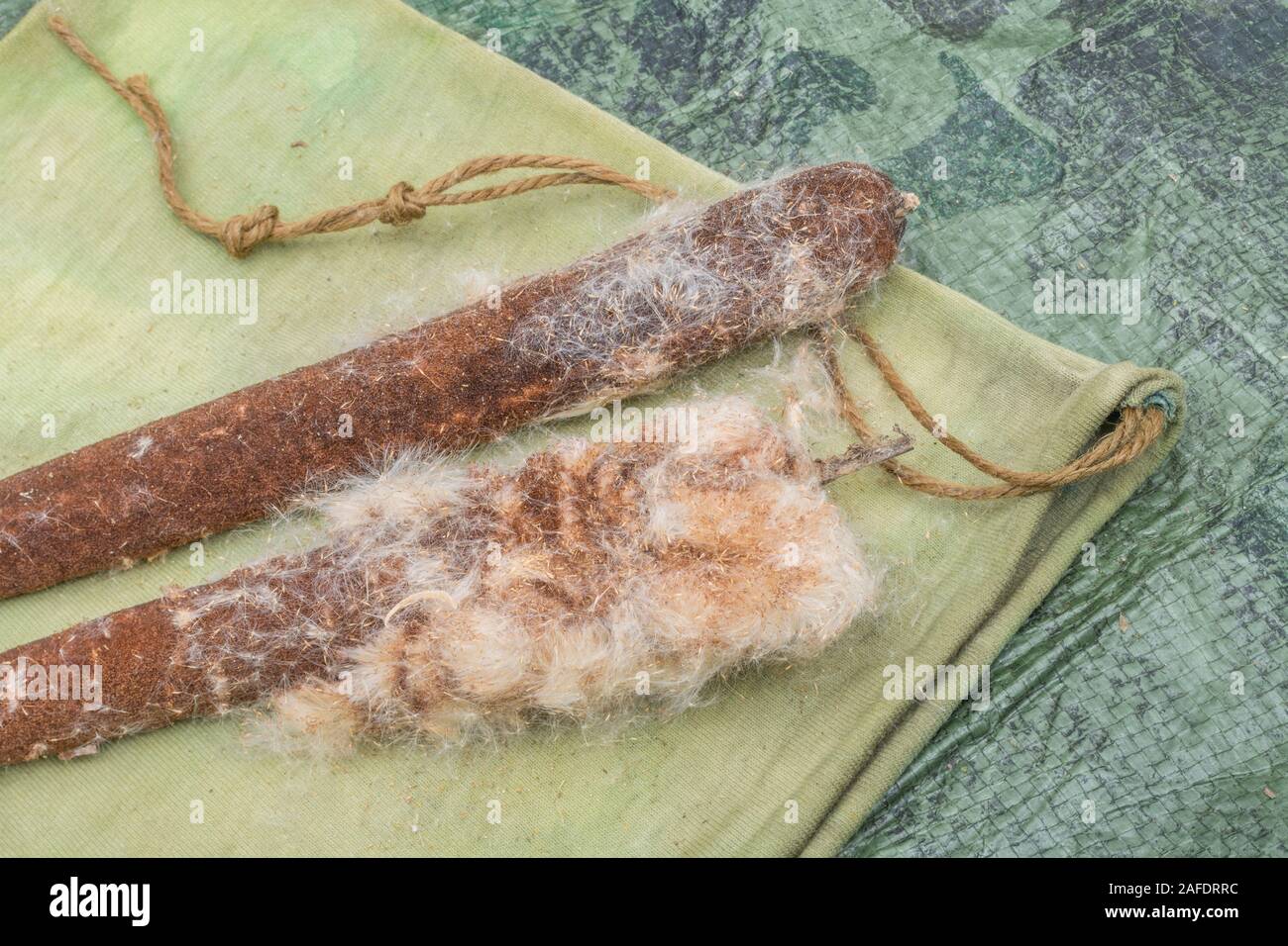 Flaumigen Samen Kopf größere Reedmace/Typha latifolia Rohrkolben aka. Das 'Down' verwendet, Zunder in Not überleben Feuer - Beleuchtung. Überleben wissen. Stockfoto