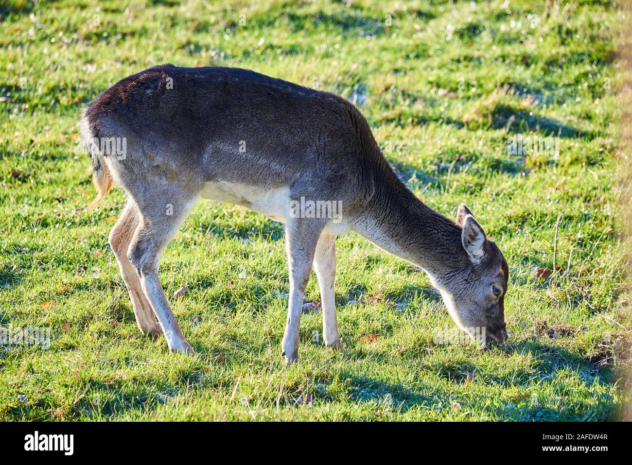 Schönen Hirsch essen Gras am Morgen Stockfoto