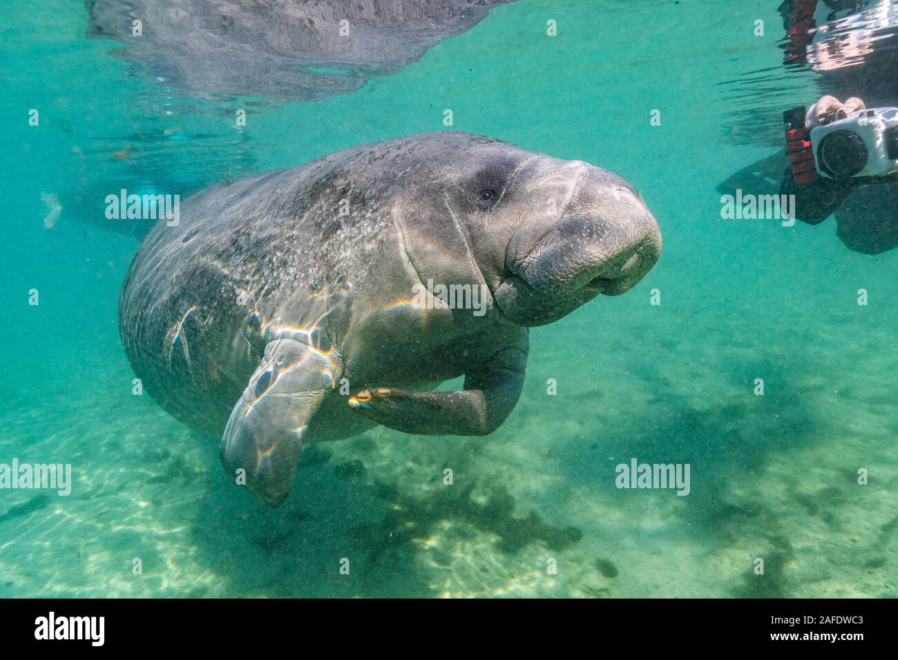 Dezember 6, 2019, Crystal River, FL: eine freundliche, verspielte West Indian Manatee (Trichechus Manatus) nähert sich die Kamera für Sie. Stockfoto