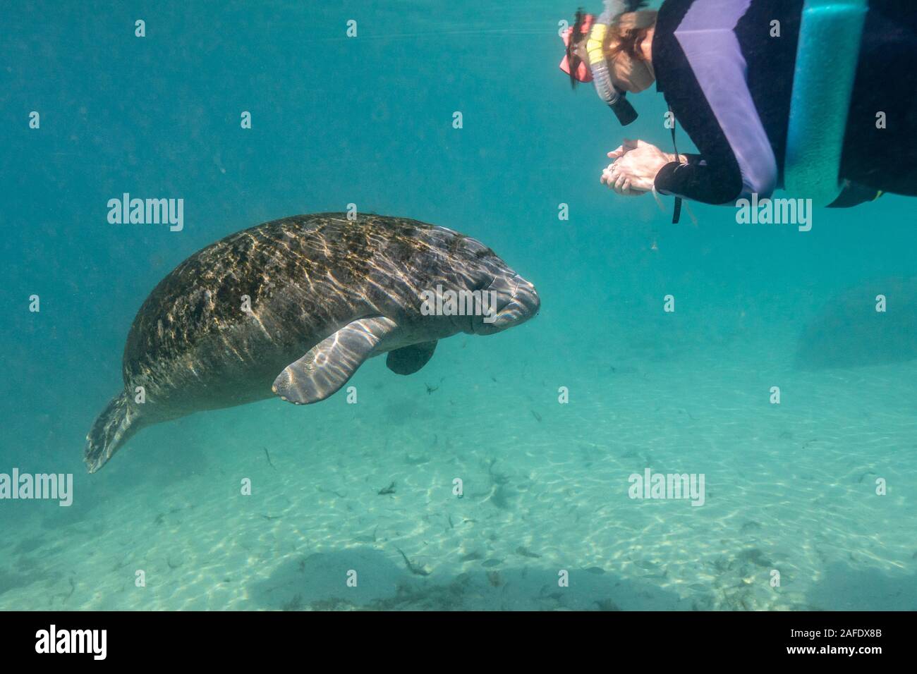 Dezember 6, 2019, Crystal River, FL: ein Baby West Indian Manatee (Trichechus Manatus) Ansätze ein schnorchler auf einem manatee Tour. Stockfoto