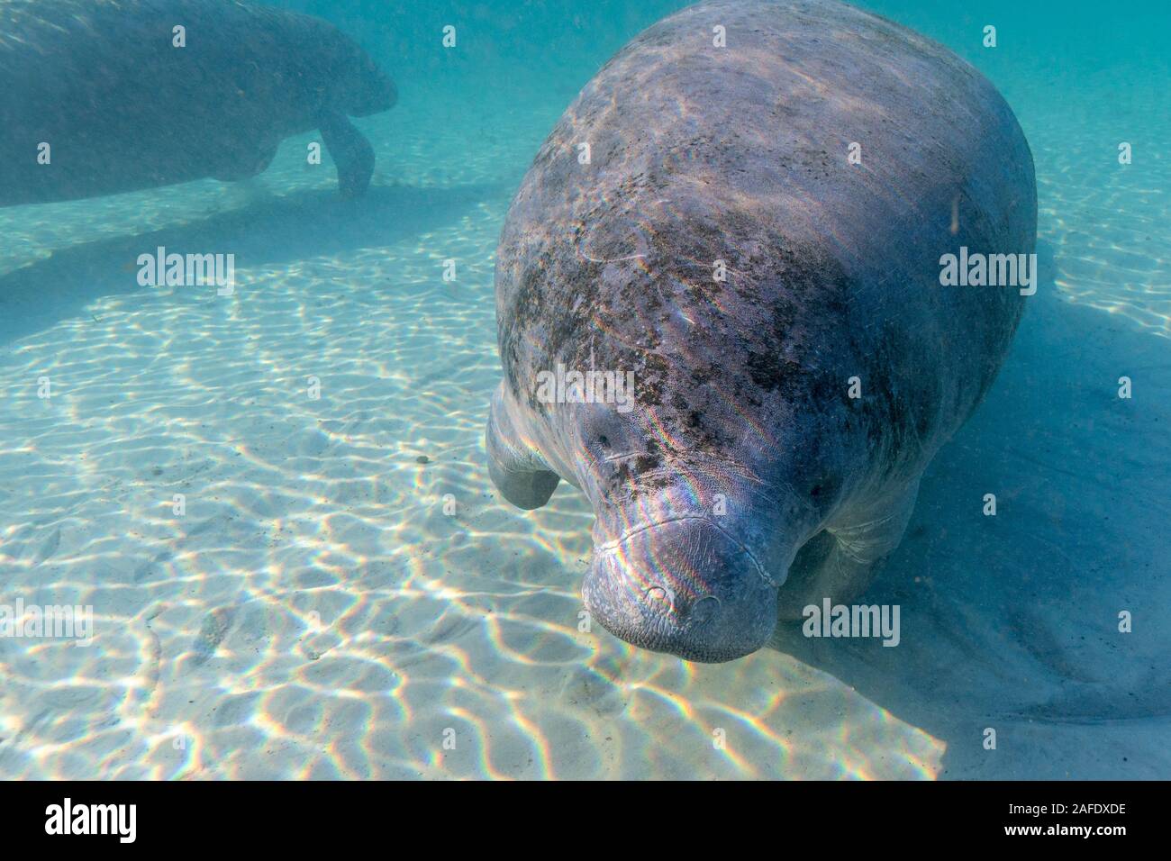 Einen neugierigen und verspielten West Indian Manatee (Trichechus Manatus) nähert sich die Kamera und Taucher für einen genaueren Blick. Stockfoto