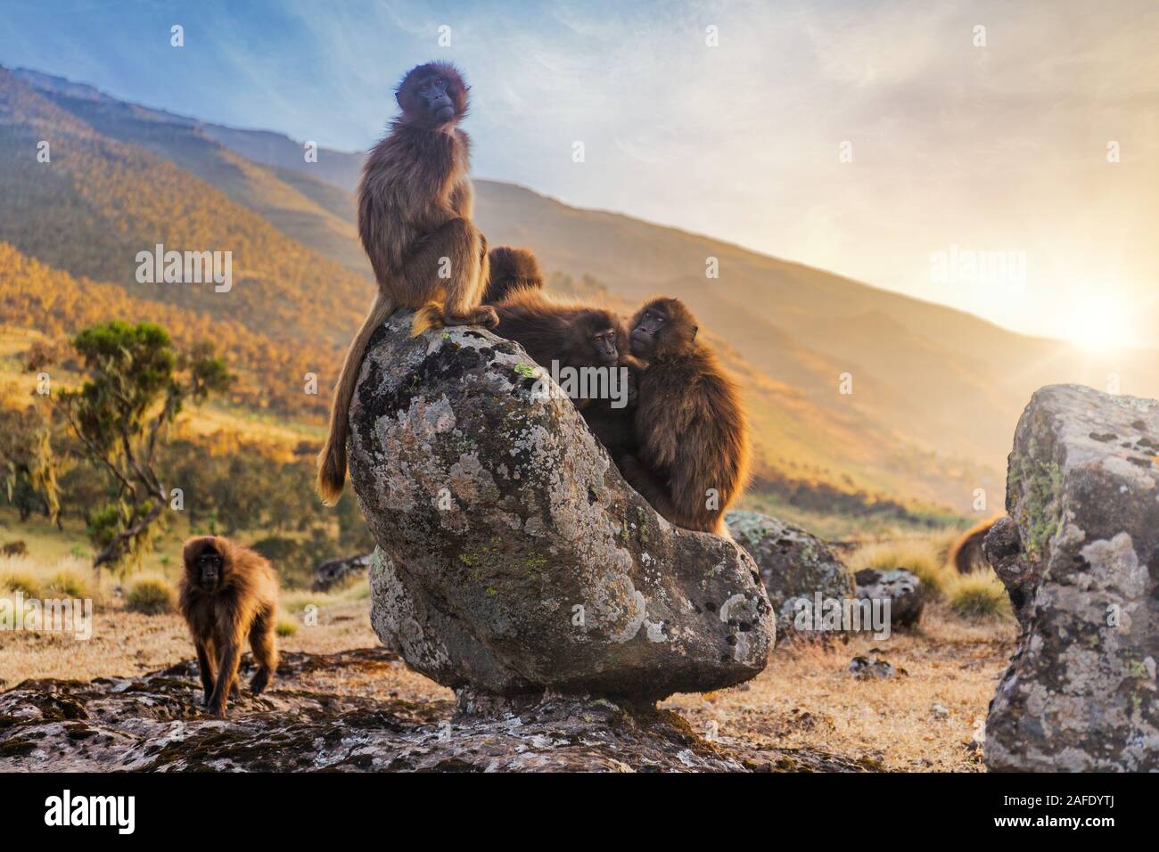 Gorup von Gelada baboon im Simien Berge, Äthiopien Stockfoto