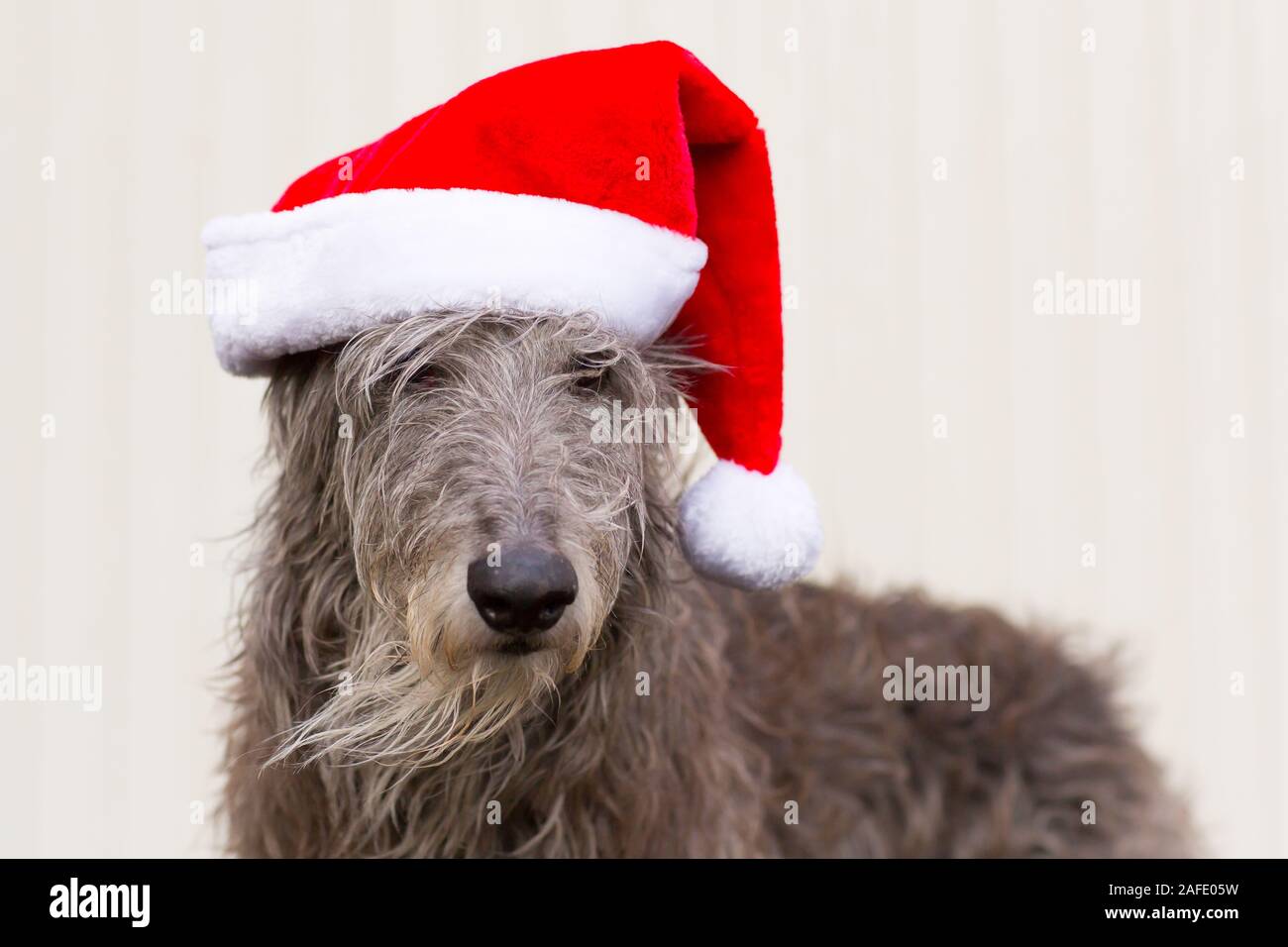 Portrait von Scottish Deerhound als Santa Claus für Weihnachten Stockfoto