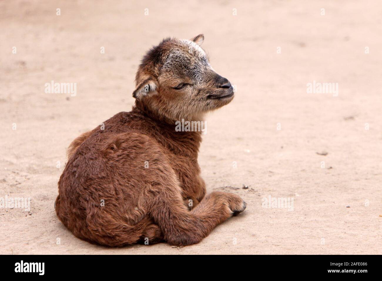 Mudes Stockfotos Und Bilder Kaufen Alamy