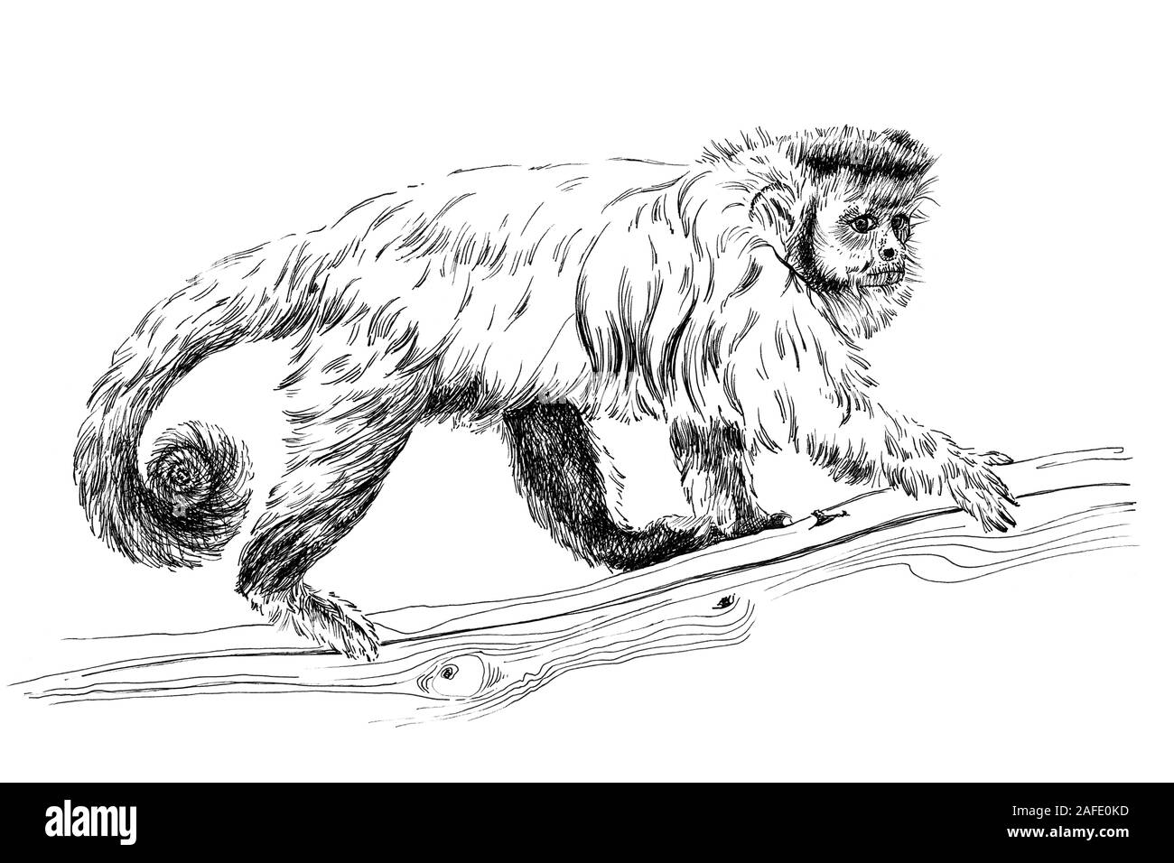 Hand monkey gezeichnet, Skizze Grafik Schwarzweiß-Bild auf weißem Hintergrund (Originale, keine tastung) Stockfoto