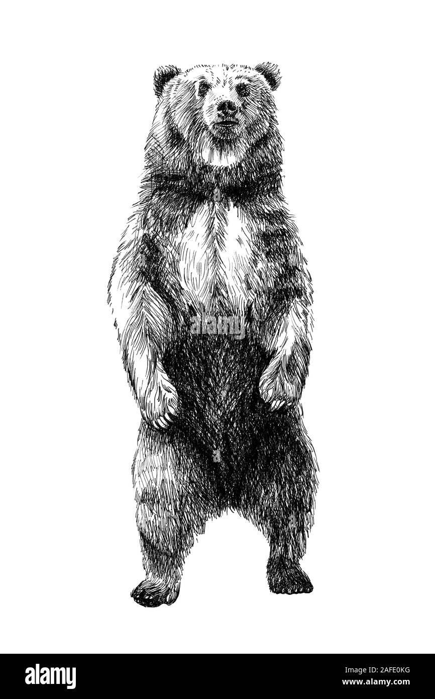 Bear drawing -Fotos und -Bildmaterial in hoher Auflösung – Alamy