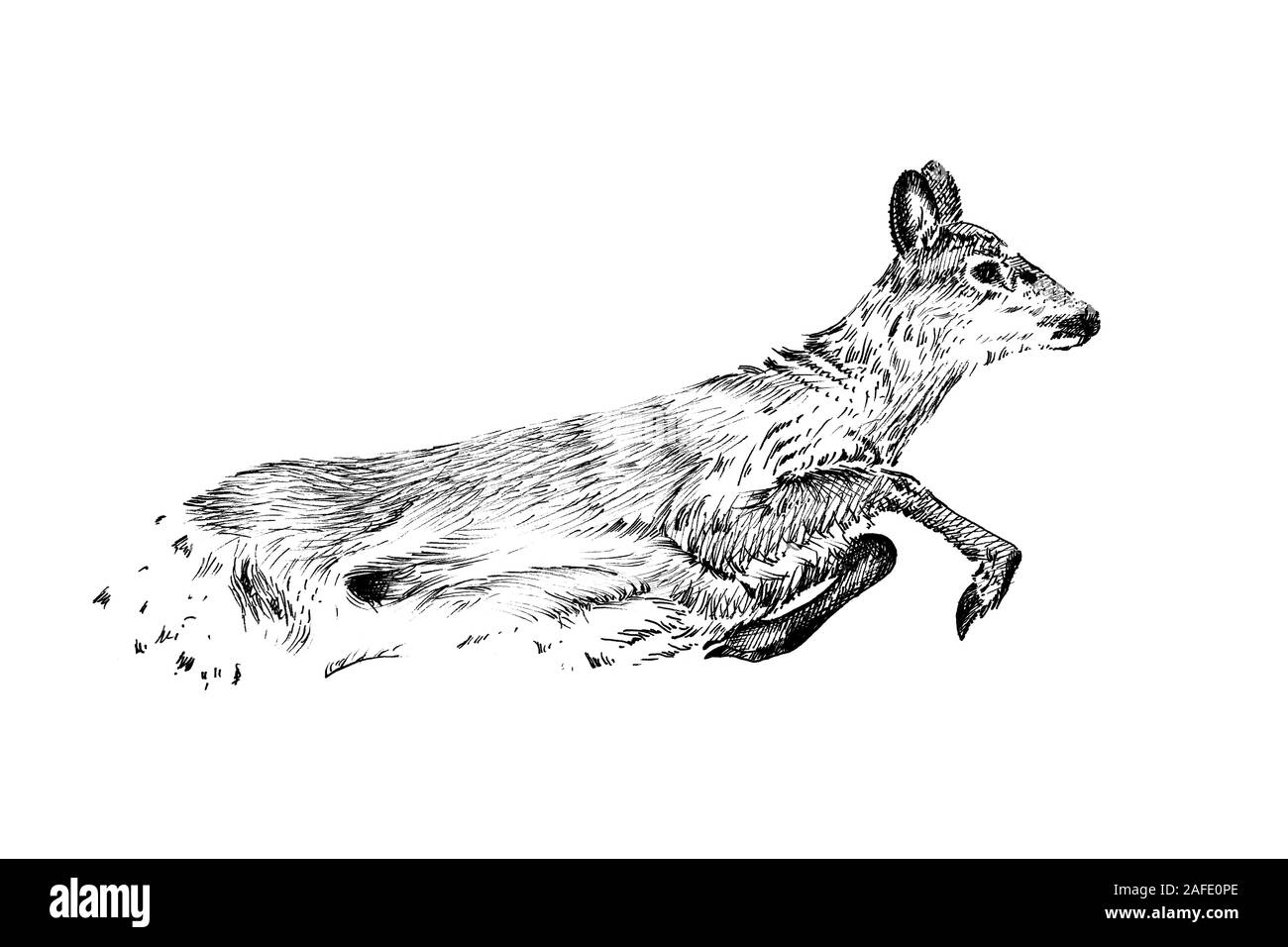 Hand Rotwild gezeichnet, Skizze Grafik Schwarzweiß-Bild auf weißem Hintergrund (Originale, keine tastung) Stockfoto