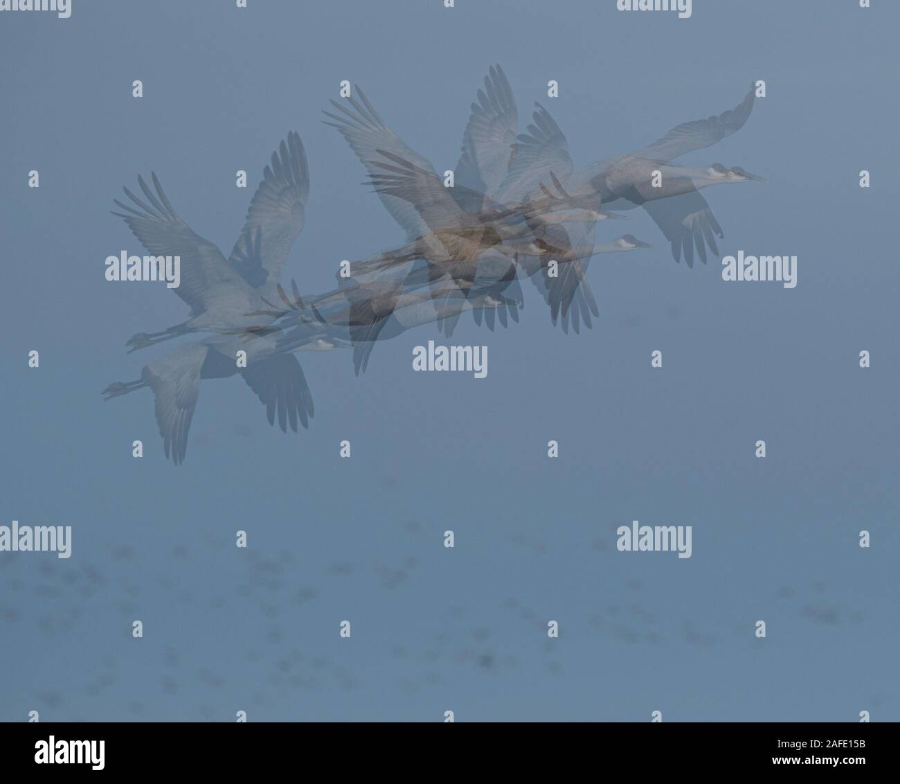 Abstrakte, mehrere Bild geschossen von kanadakranichen im Himmel mit kleinen Punkten der Schnee Gänse im Hintergrund Stockfoto