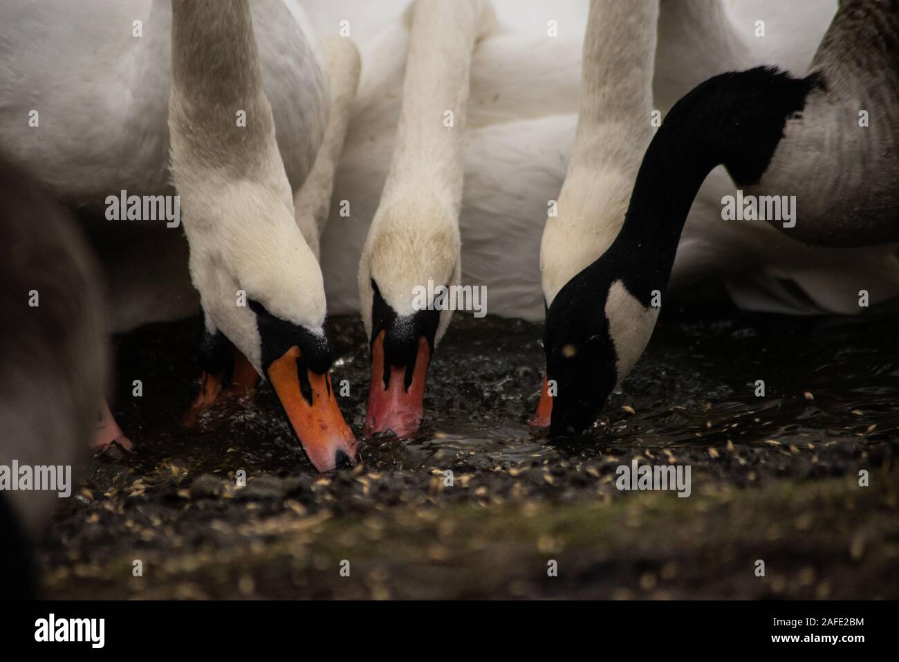 Britische Schwäne Stockfoto