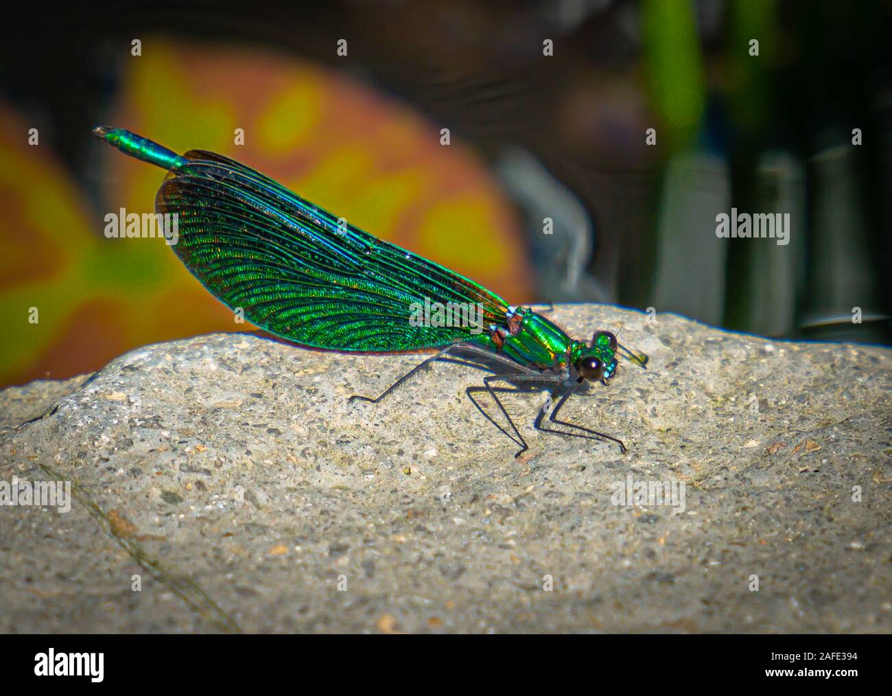Bilder von Bäumen, Blüten, Gärten und Seen Stockfoto