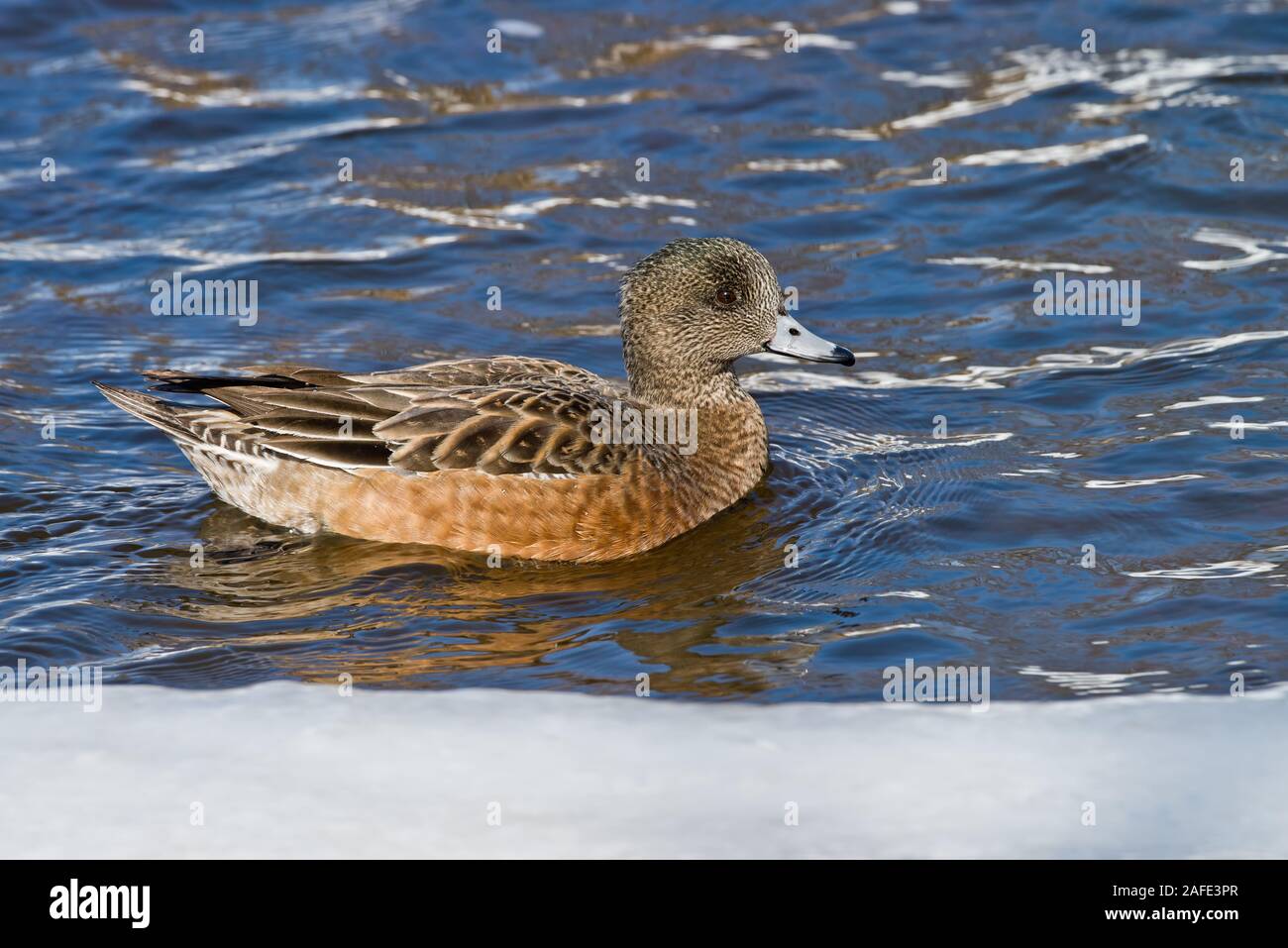 Amerikanische Pfeifente Enten schwimmen im See Stockfoto