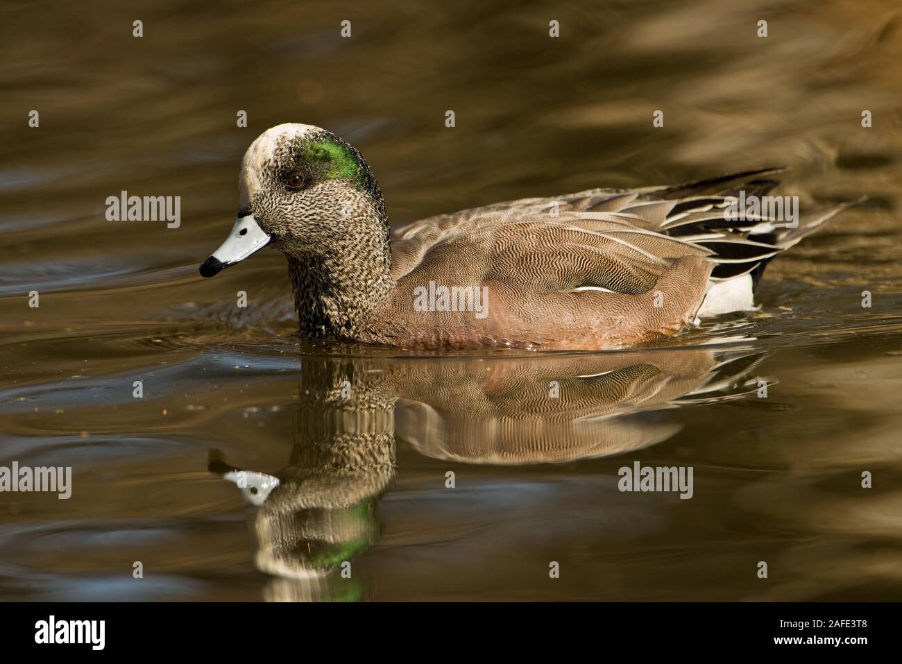 Amerikanische Pfeifente Enten schwimmen im See Stockfoto