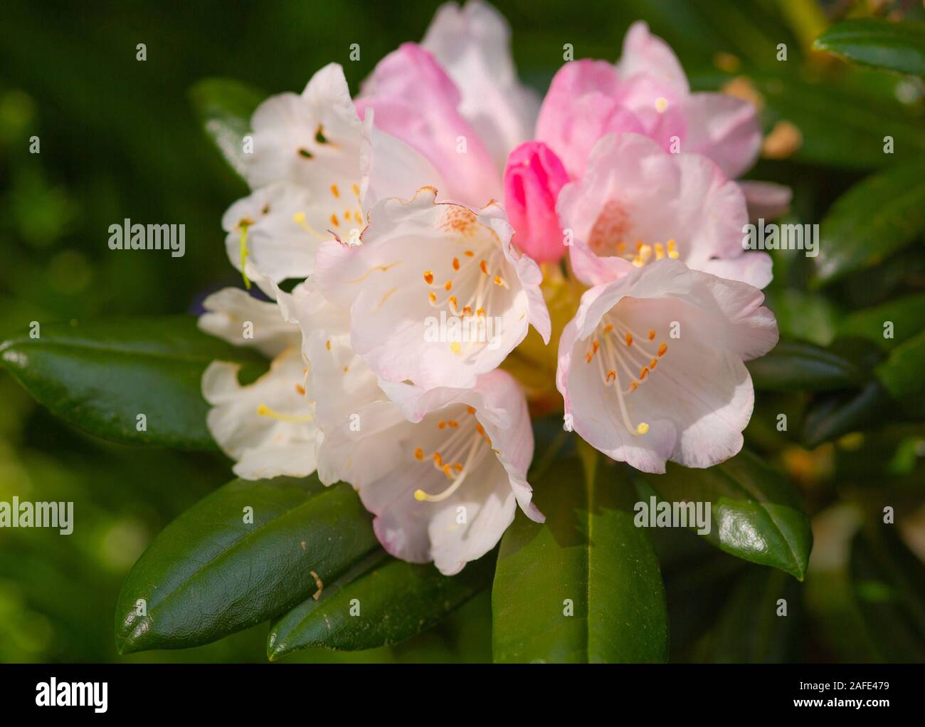 Rhododendron macrophyllum, #Pazifik Rhododendron, ziemlich kleine weiße rosa Blüten, die dieser Strauch produzieren wird Stockfoto