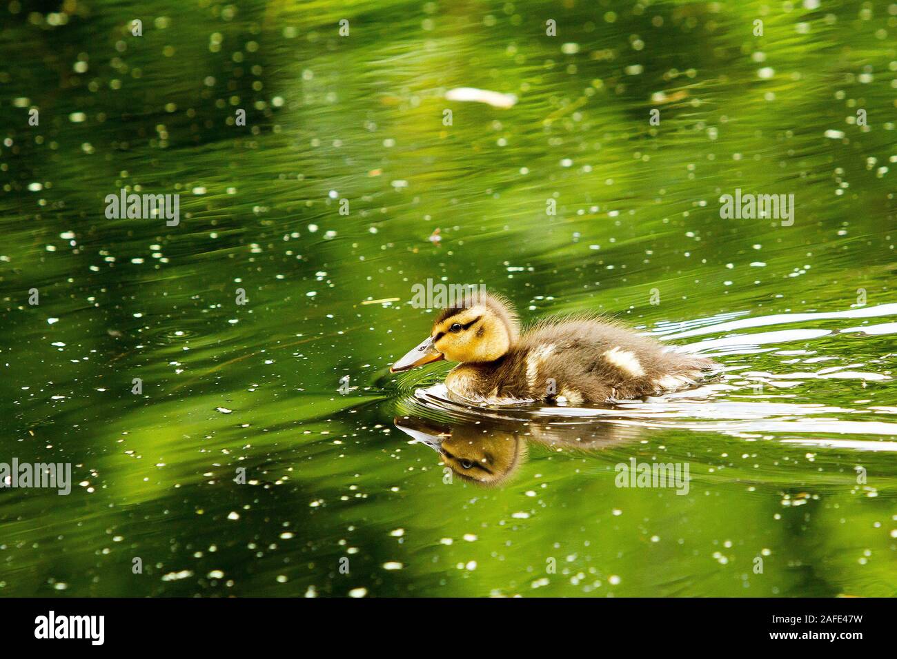 Stockente Entlein Stockfoto