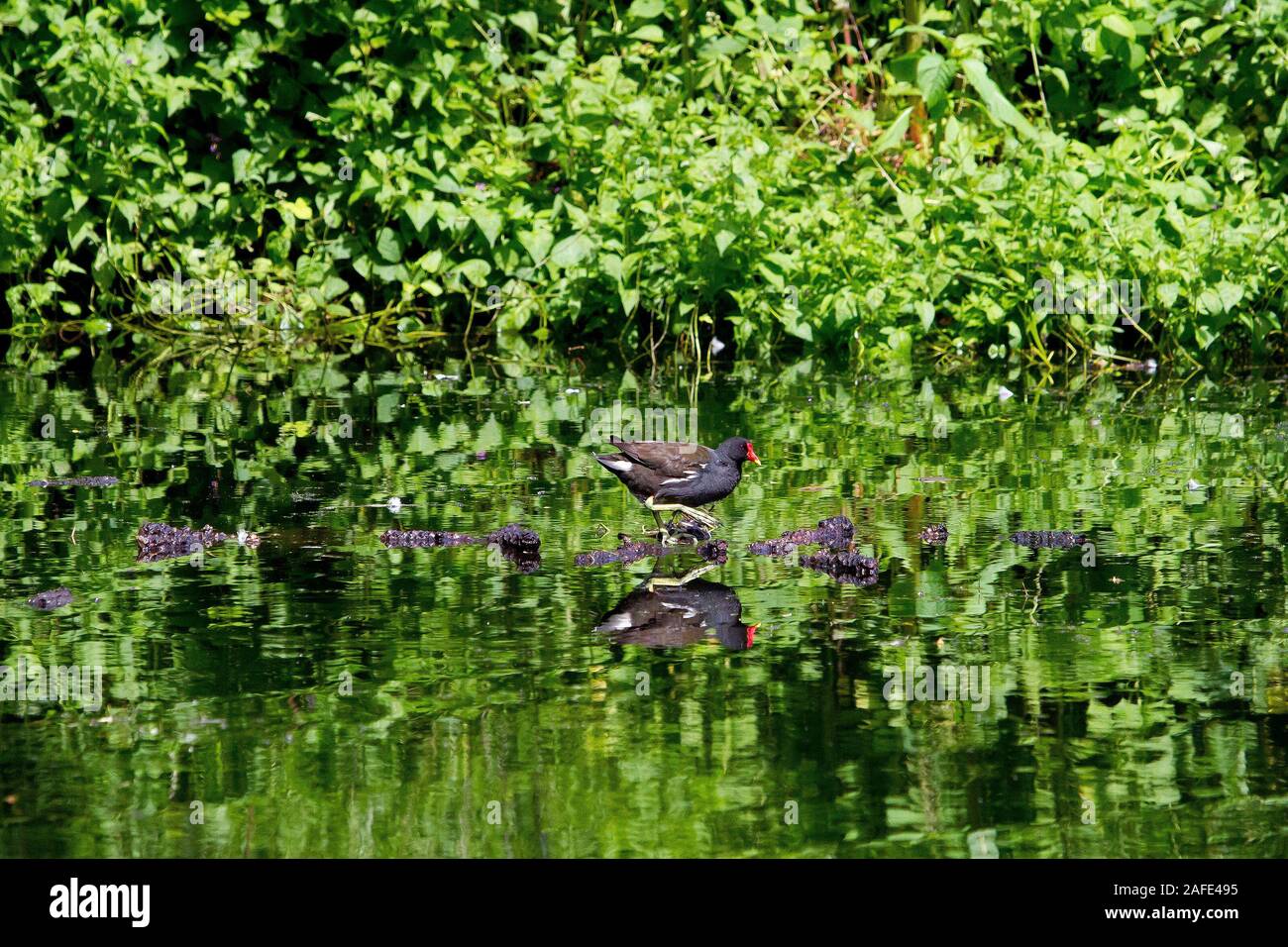 Teichhuhn kopfgefieder Fotos und Bildmaterial in hoher Auflösung Alamy