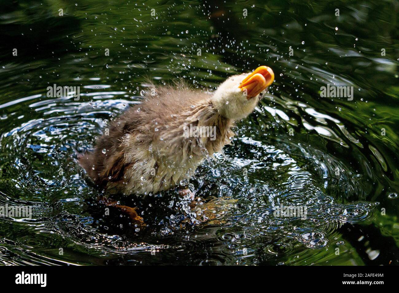 Stockente Entlein Stockfoto