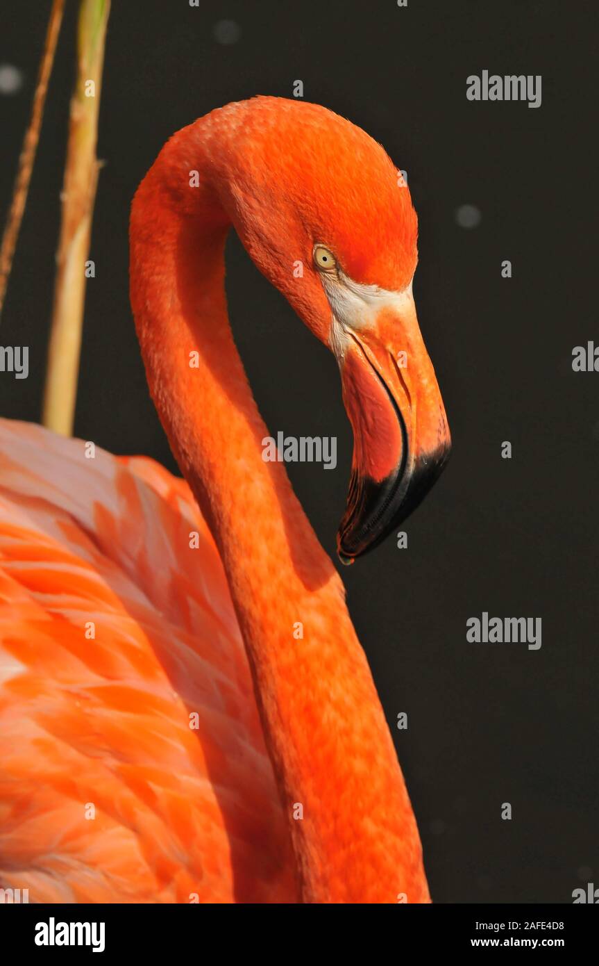 Amerikanische Flamingo Stockfoto