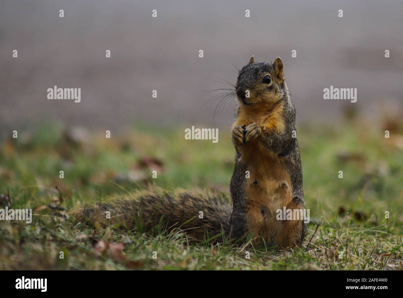 Indiana Fuchs Eichhörnchen stehend im Gras essen. Stockfoto