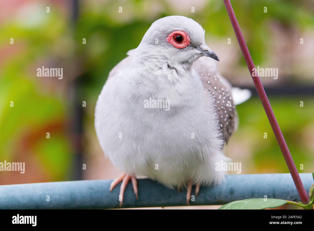 Diamond Dove (Geopelia Cuneata) Stockfoto