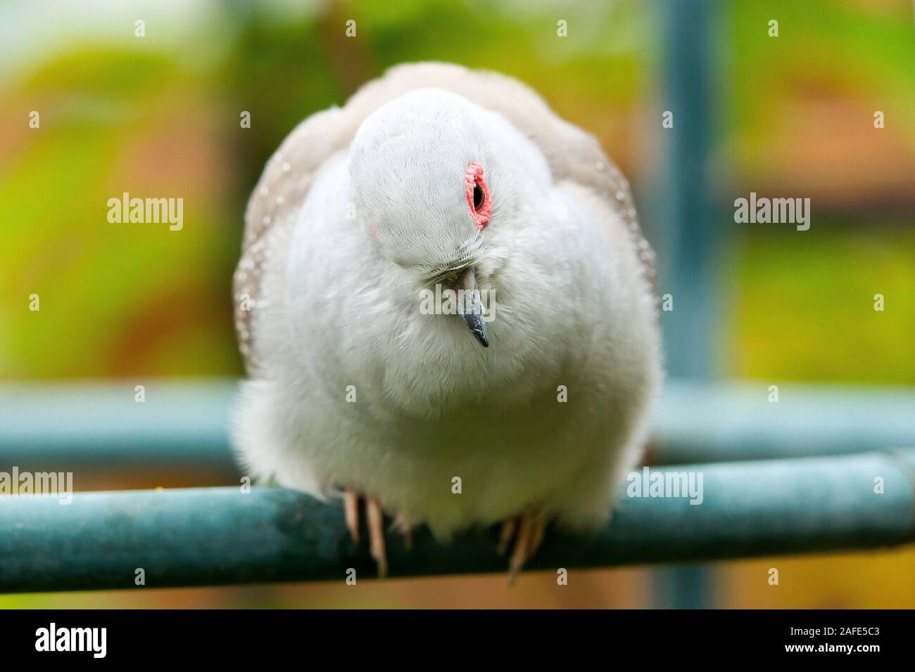 Diamond Dove (Geopelia Cuneata) Stockfoto