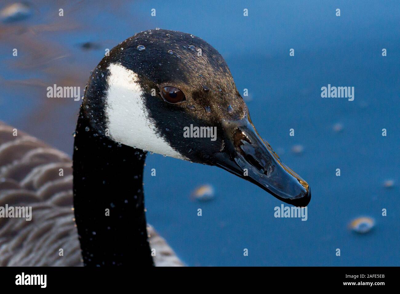 Nach Kanada Gänse Stockfoto