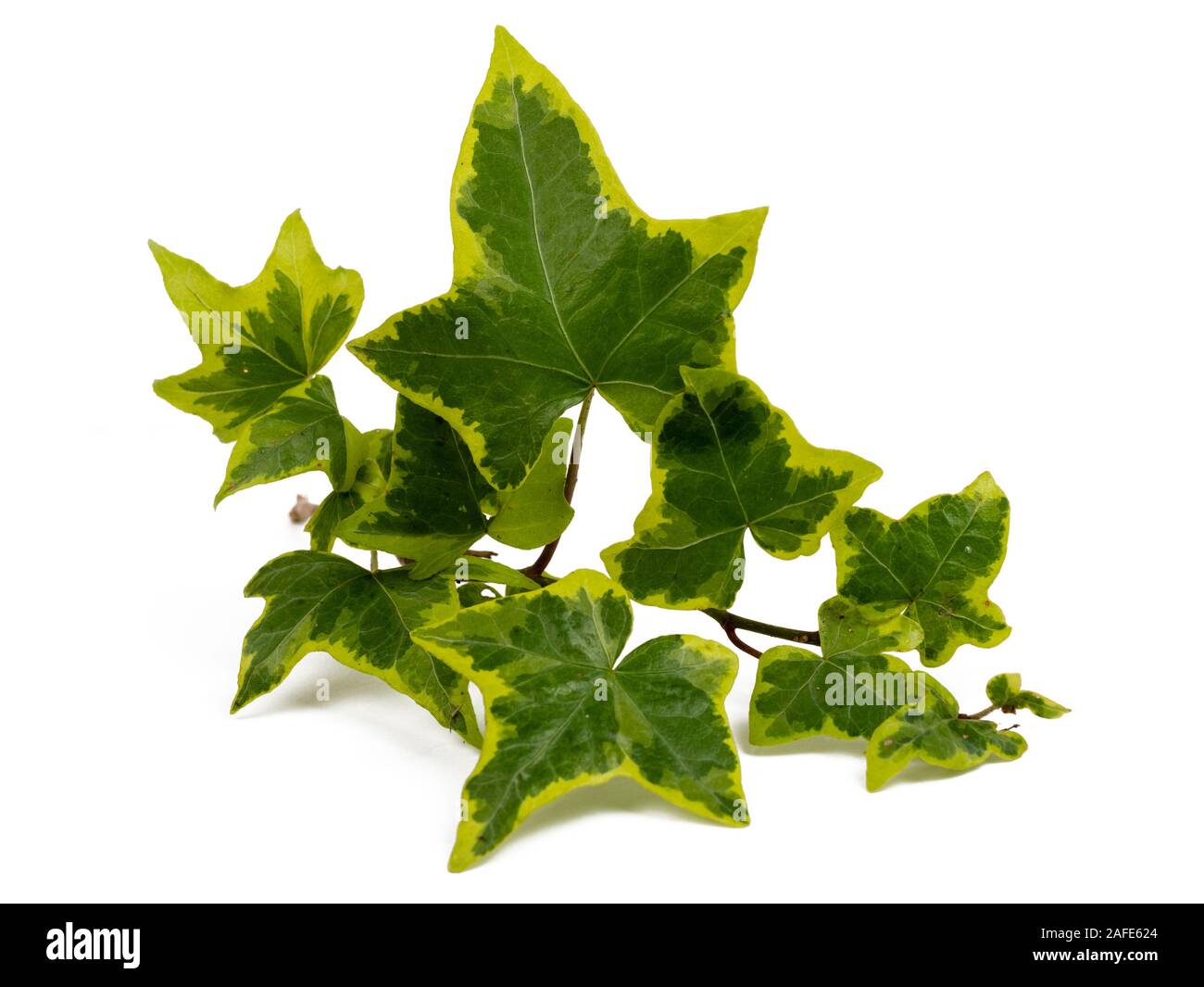 Gelb panaschierten Bltter Der winterharte immergrne Efeu klettern, Hedera  helix 'Goldchild' auf weiem Hintergrund Stockfotografie - Alamy