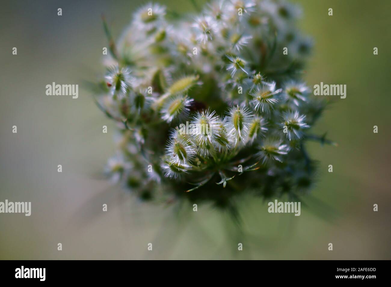 Fotos von schönen hellen wilden Blumen. Natürliche Hintergrund. Schönheit der Natur. Stockfoto