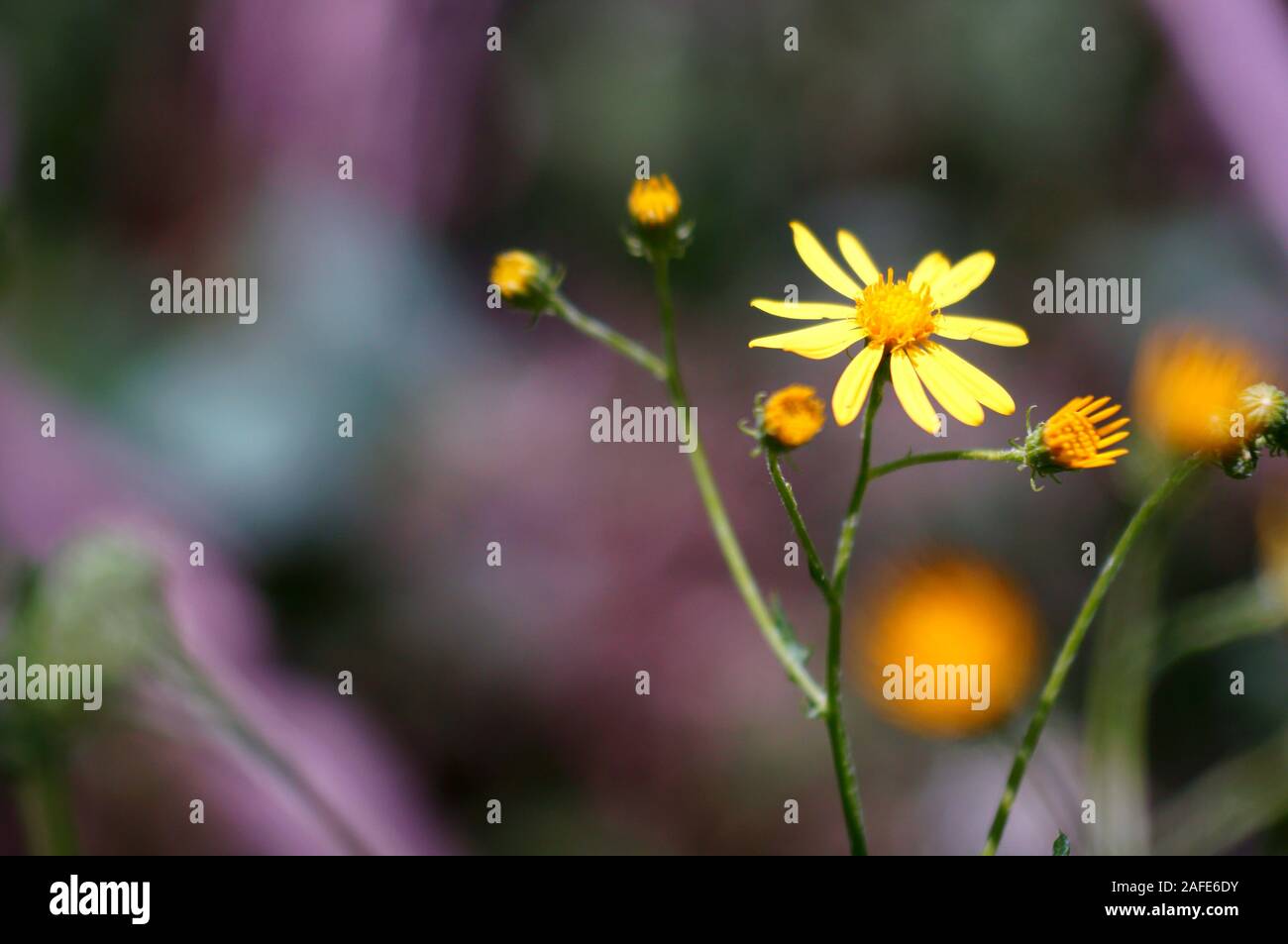 Fotos von schönen hellen wilden Blumen. Natürliche Hintergrund. Schönheit der Natur. Stockfoto