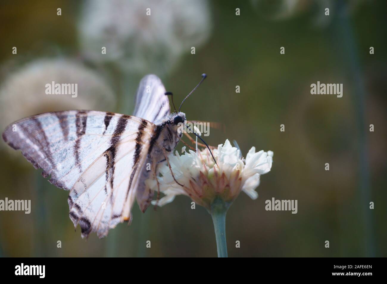 Fotos von schönen hellen wilden Blumen. Natürliche Hintergrund. Schönheit der Natur. Stockfoto