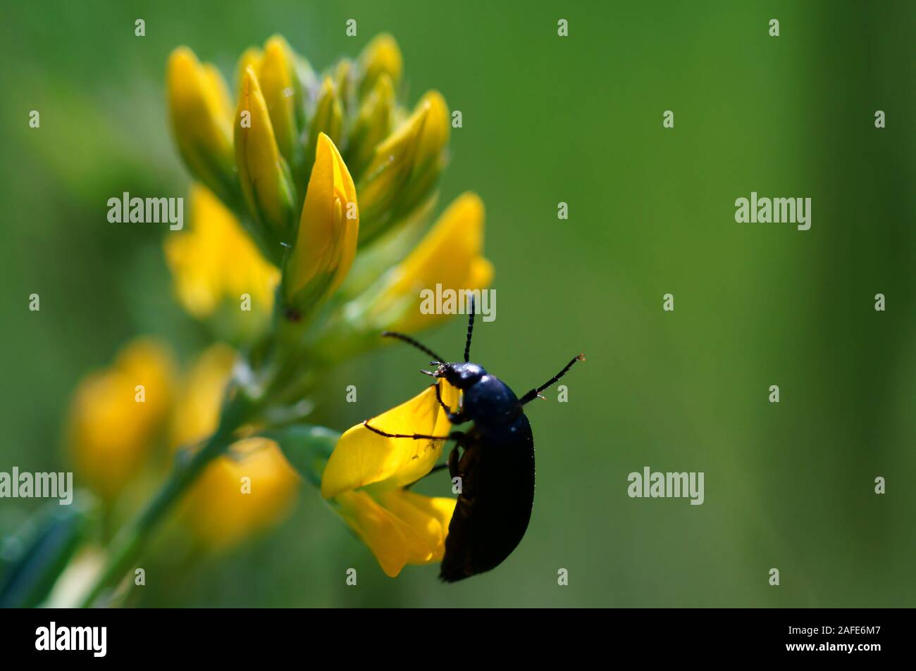 Fotos von schönen Insekten in der Natur. Natürliche Hintergrund. Schönheit der Natur. Stockfoto
