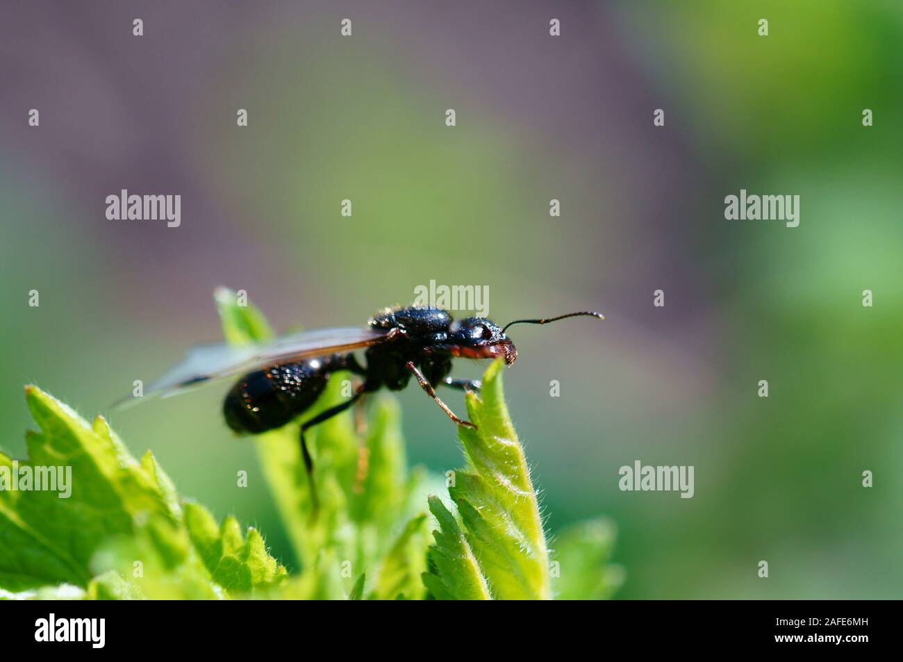 Fotos von schönen Insekten in der Natur. Natürliche Hintergrund. Schönheit der Natur. Stockfoto