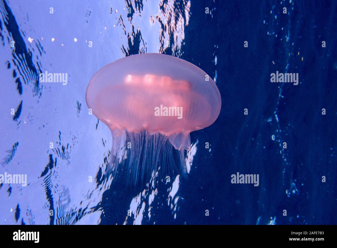 Quallen in der Banda Sea Stockfoto