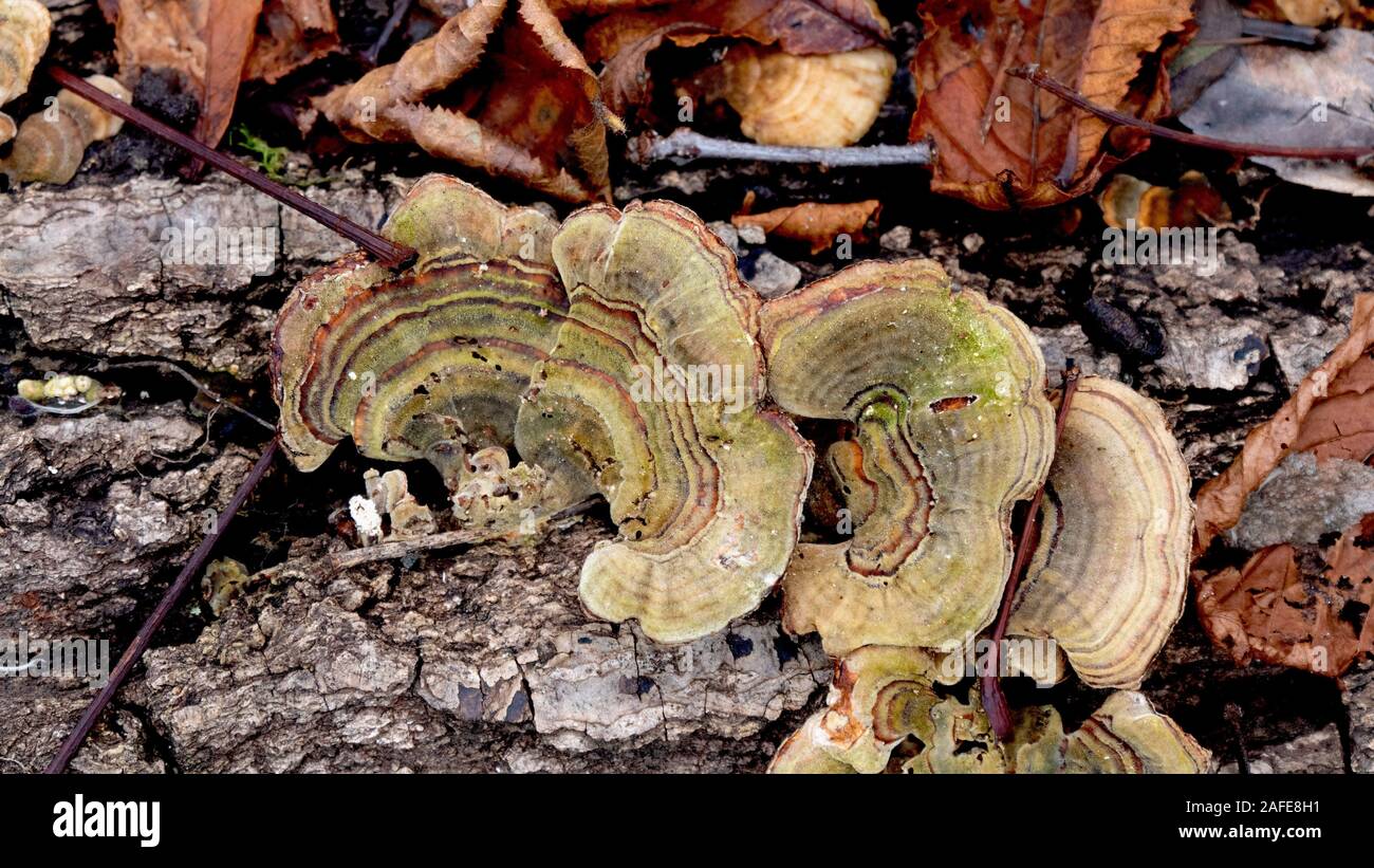 Abstrakte Muster auf Baum Pilz, von der Natur geschaffen Stockfoto