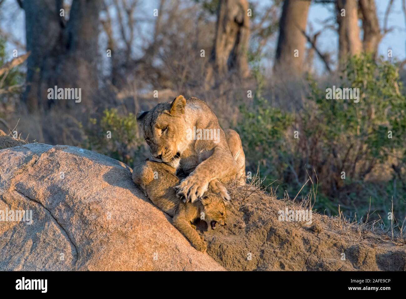 Löwin spielt mit ihrem Jungen bei Sonnenaufgang auf einem Hügel in Mala Mala, Südafrika Stockfoto