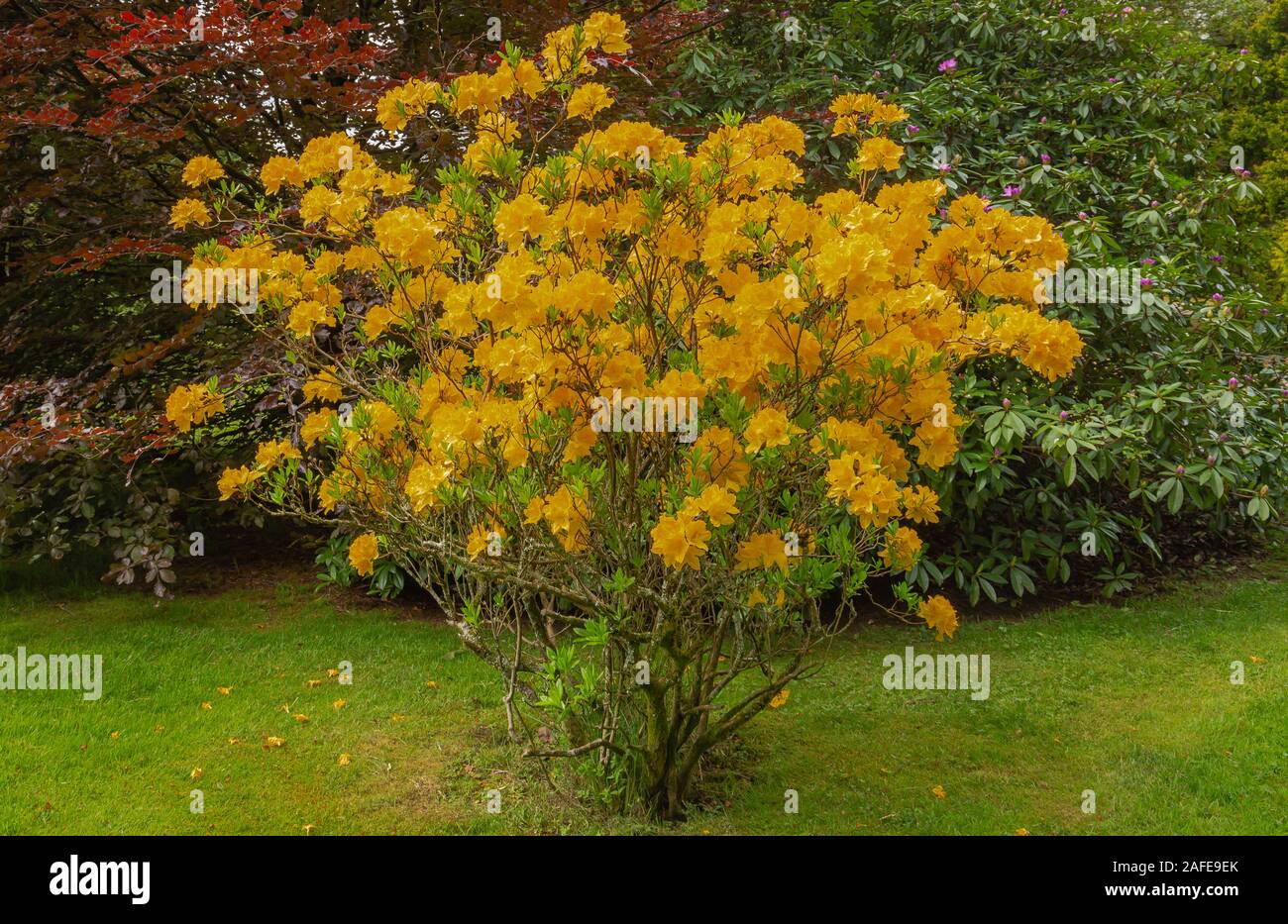 Rhododendron luteum, gelber Azaleen-Strauch in voller Blüte in den Frühlingsmonaten Stockfoto