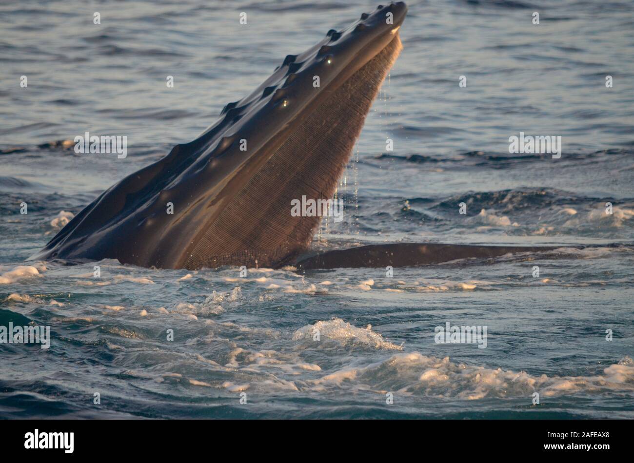 Nahaufnahme von fischbein Platten ein Buckelwal, die von den oberen Kiefer wachsen. (Megaptera novaeangliae) Copyspace, Stockfoto
