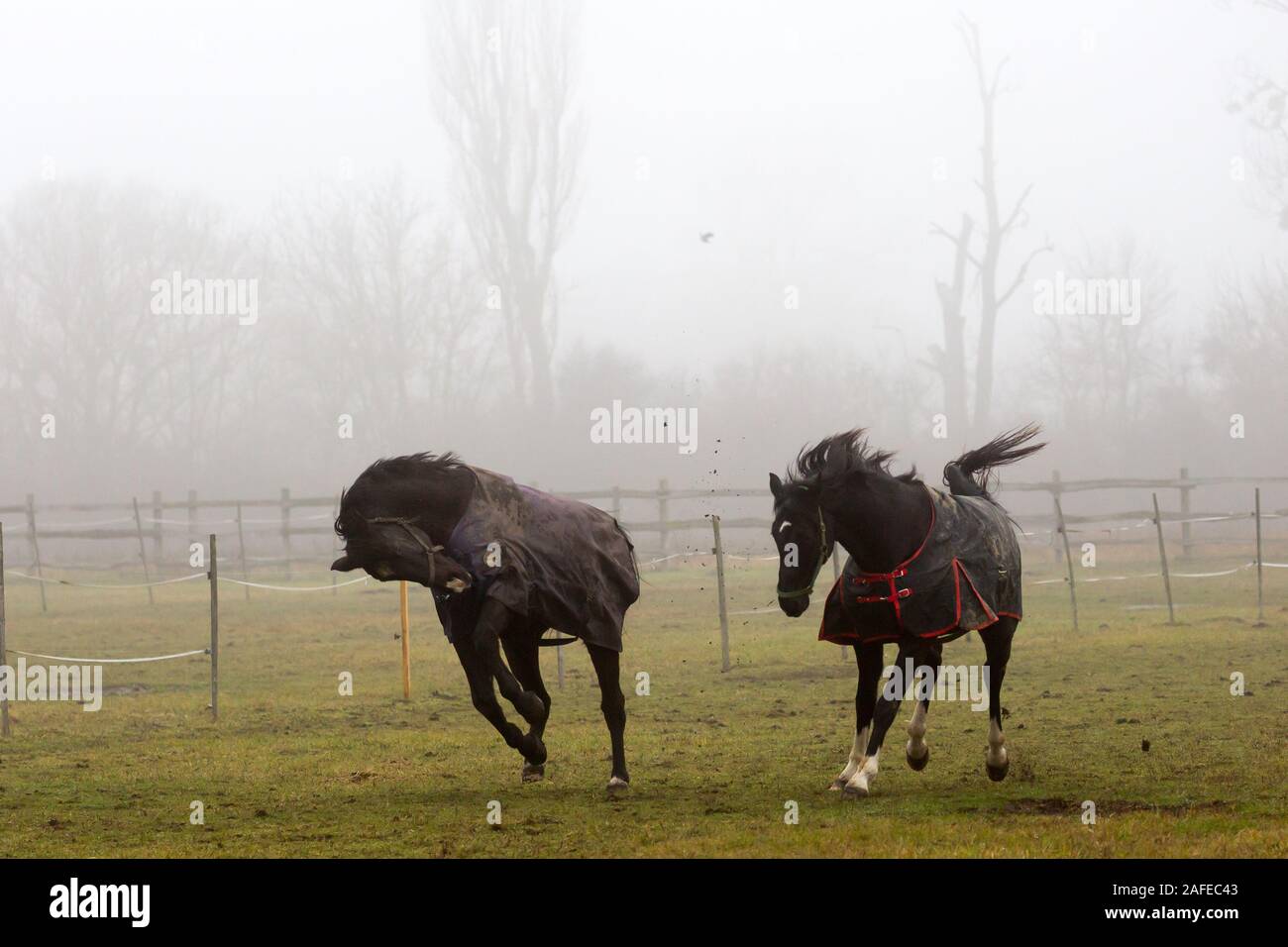 Pferd spielen Stockfoto