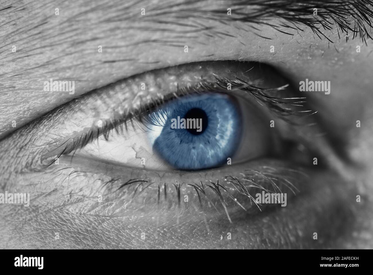 Nahaufnahme eines männlichen blauen Augen, Wimpern und Augenbrauen in Selektive Farbe Stockfoto