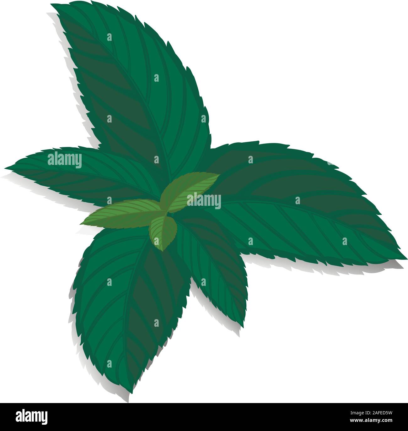 Spearmint grün Blatt. Vektor frische Minze auf einem weißen Hintergrund. Menthol gesunde Aroma. Pflanzliche Natur Pflanze. Stock Vektor